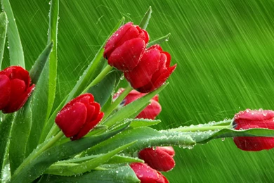 Desktop HD Wallpapers, Flower Backgrounds