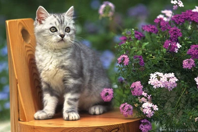 The Cat Among The Flowers - Animal Wallpapers Free Download ...