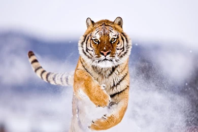 Download Wallpapers 2560x1440 Tiger, Big Cat, Jump, Snow Mac iMac ...