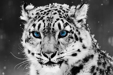 White Tiger Mac Wallpapers Download