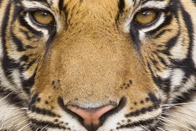 1366x768 Mighty Tiger Desktop PC And Mac Wallpapers