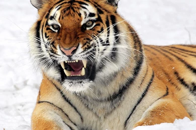 Wallpaper: Snow, Amur Tiger, Tiger, Aggression, Hunting, Teeth ...