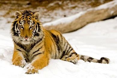 Download Wallpapers 2560x1440 Tiger, Predator, Look, Lying, Snow ...