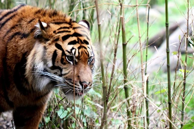 Download Wallpapers 2560x1440 Tiger, Big Cat, Grass, Walking ...