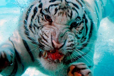 Wallpapers Wild Apple Mac Hd Underwater Tiger Attack On 1920x1080 ...