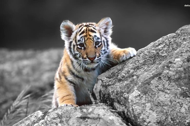 Tiger Mac Backgrounds Top Wallpapers / Wallpapers Tiger 11340 High ...