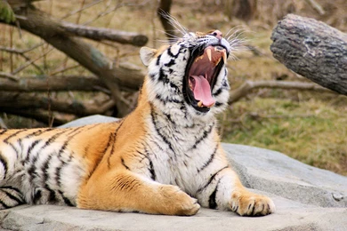 Tiger Mac HD Picture iPad HD Wallpapers / Wallpapers Tiger 11184 ...