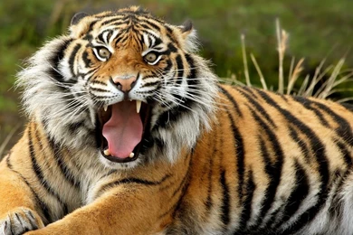 Download Wallpapers 2560x1440 Tiger, Face, Teeth, Anger Mac iMac 27 ...