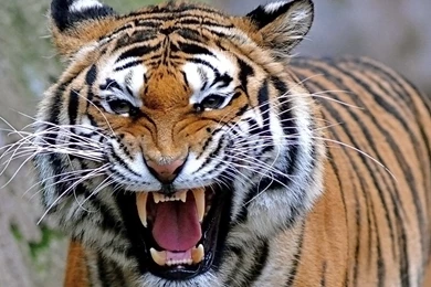 Mac Os Tiger Wallpapers   Free Mac Os Tiger Wallpapers & Pictures ...