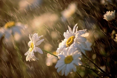 Rainy Day Daisies   (