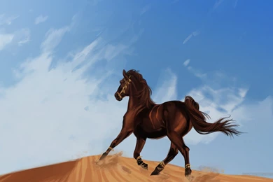 Running Horse Wallpapers   MixHD Wallpapers