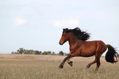 Running Horses HD Wallpapers. 4K Wallpapers