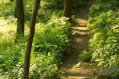 Iphone Nature Hd Wallpapers Free Download