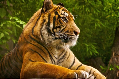 Beautiful Animals HD