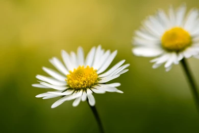 Beautiful, White, Daisies, Hd, Desktop, Wallpaper, Backgrounds ...