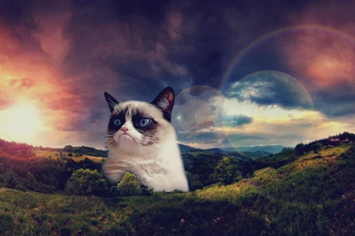 Grumpy Cat Wallpapers