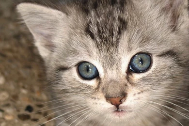 50 Free HD Cat Wallpapers