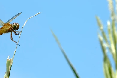 Vertical Wallpapers   Dragonfly