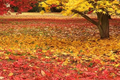 Autumn Wallpapers ~ Atoz Desktop Wallpapers