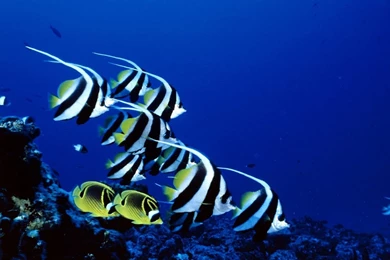 Best Angelfish Backgrounds Hd