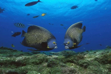 French Angelfish Wallpapers