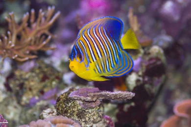 Regal Angelfish Wallpapers 7/17