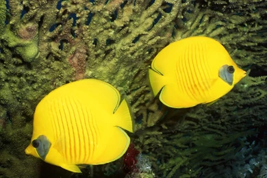 Desktop Wallpapers · Gallery · Animals · Lemon Peel Angelfish ...