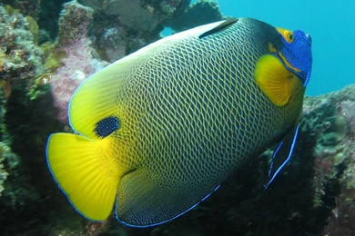 Angelfish Wallpapers