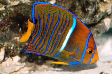 Juvenile King Angelfish Wallpapers   Free Fish Downloads