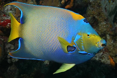 Angelfish Wallpapers