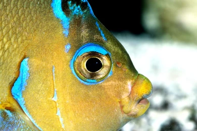 Desktop Wallpapers · Gallery · Animals · Marine Angelfish