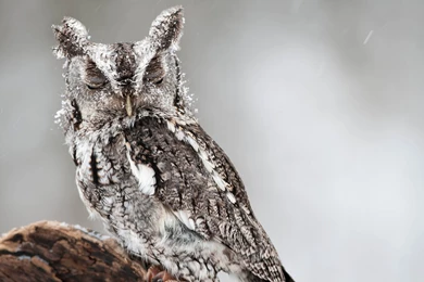 Download Wallpapers 3840x2160 Owl, Bird, Predator, Look, Dream 4K ...
