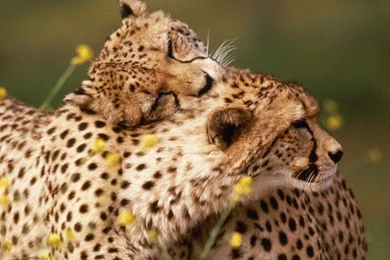 Cheetah Images Collection (40+)