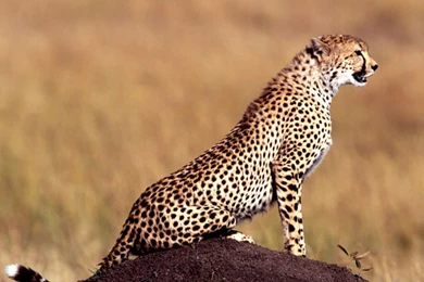 Cheetah Images Collection (40+)