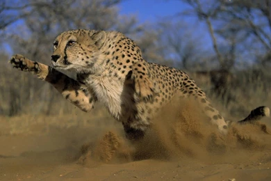 Cheetah Backgrounds Wallpapers