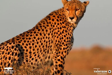 Cheetah Wallpapers For Phone   Wallpapers Zone