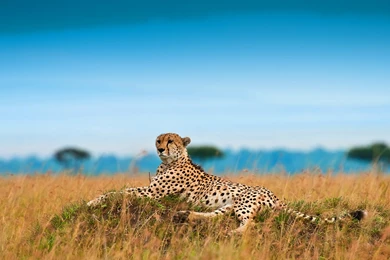 Cheetah Hd Wallpapers 1080p
