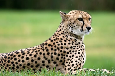 Cheetah Images Collection (40+)