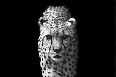 Cheetah   (