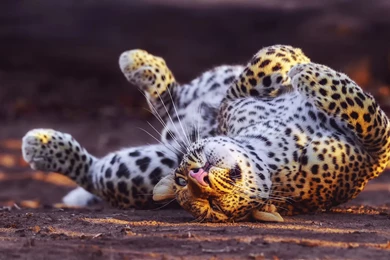 4 Cheetah HD Wallpapers