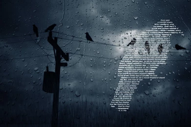 29 Raven HD Wallpapers