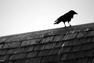 Raven Wallpapers 31/39