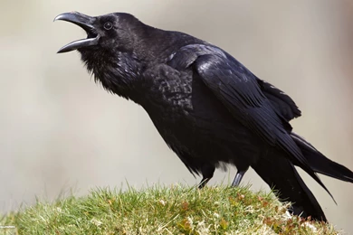 Raven Wallpapers 32/39