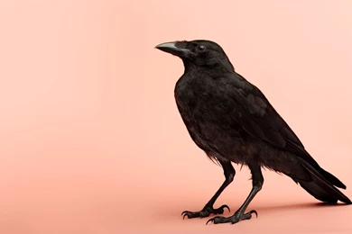 Ravens On Pinterest