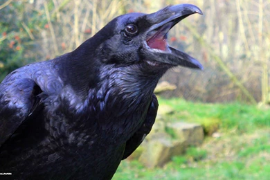 Raven Wallpapers 23/39