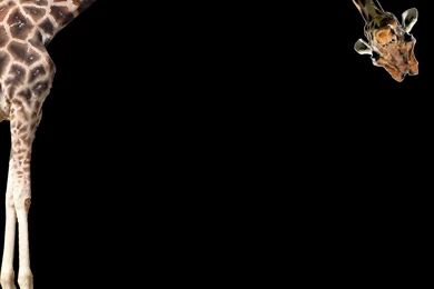 So I Created A New Desktop Backgrounds For My Dual Monitors At Work ...