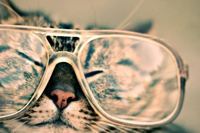 Download Wallpapers 2560x1024 Cat, Face, Glasses, Funny, Striped ...