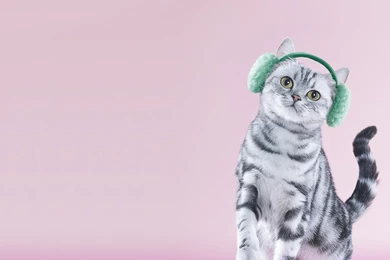 Download Wallpapers 2560x1024 Cat, Headphones, Lilac, Funny Dual ...