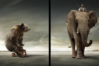 Mac Wallpapers — Apple Wallpapers   Funny Elephant HD Animals...