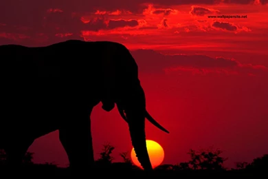 XMWallpapers.com    Wallpapers Animals Misc Elephant Wallpapers 002 1024